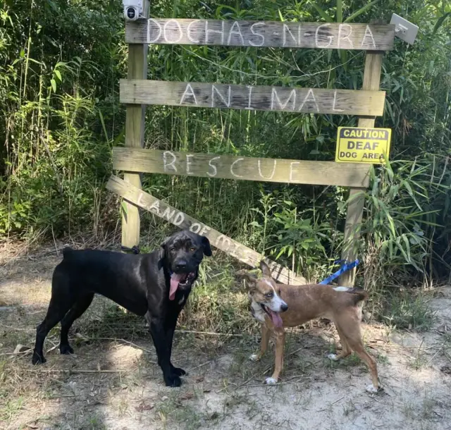 De Lixo ao Amor: A Transformação Comovente da Cachorra Sadie Após o Abandono De Lixo ao Amor: A Transformação Comovente da Cachorra Sadie Após o Abandono